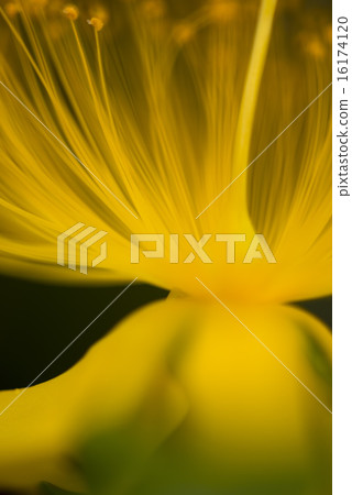 Baiyo-yanagi花直立 16174120