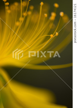 Baiyo-yanagi花直立 Baiyo-yanagi花直立 16174121