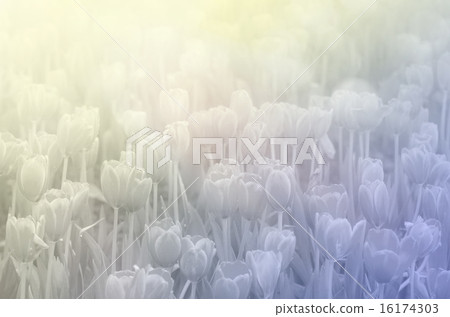 sweet color tulips in soft style background 16174303