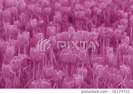 beautiful tulips on frozen glass beautiful tulips on frozen glass 16174332