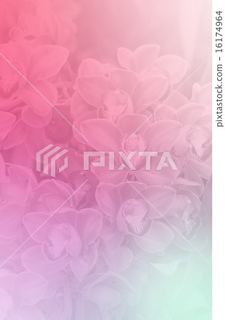 sweet color orchids with soft style background sweet color orchids with soft style background 16174964
