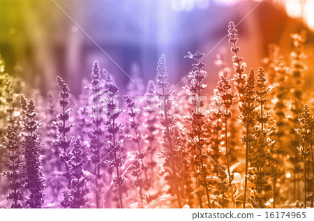 Blue Salia field when sunset with light ray and soft multi color 16174965