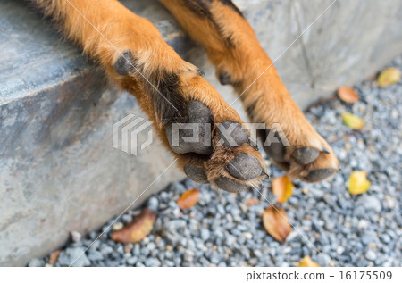 Dog feet and legs 16175509