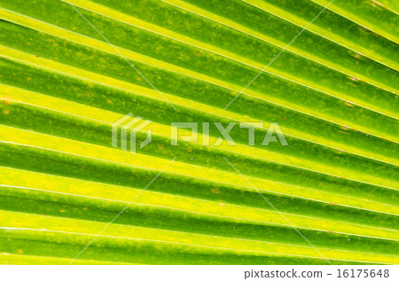 closeup Leaf of Giant Alocasia or Giant Taro or Elephant Ear Tar closeup Leaf of Giant Alocasia or Giant Taro or Elephant Ear Tar 16175648