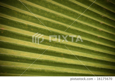 closeup Leaf of Giant Alocasia or Giant Taro or Elephant Ear Tar closeup Leaf of Giant Alocasia or Giant Taro or Elephant Ear Tar 16175670