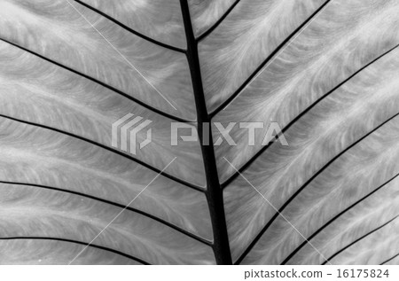 closeup Leaf of Giant Alocasia or Giant Taro or Elephant Ear Tar closeup Leaf of Giant Alocasia or Giant Taro or Elephant Ear Tar 16175824