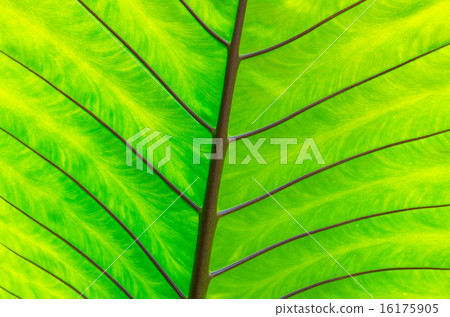 closeup Leaf of Giant Alocasia or Giant Taro or Elephant Ear Tar closeup Leaf of Giant Alocasia or Giant Taro or Elephant Ear Tar 16175905