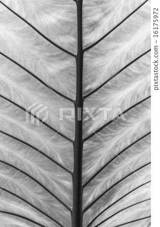closeup Leaf of Giant Alocasia or Giant Taro or Elephant Ear Tar closeup Leaf of Giant Alocasia or Giant Taro or Elephant Ear Tar 16175972
