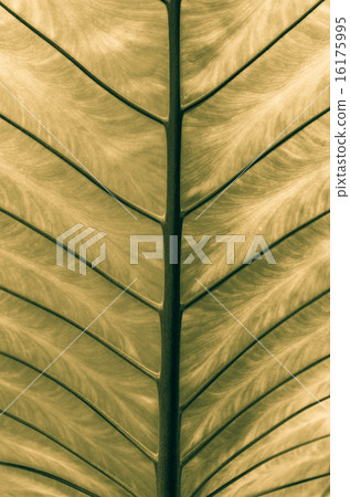 closeup Leaf of Giant Alocasia or Giant Taro or Elephant Ear Tar closeup Leaf of Giant Alocasia or Giant Taro or Elephant Ear Tar 16175995