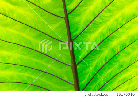 closeup Leaf of Giant Alocasia or Giant Taro or Elephant Ear Tar closeup Leaf of Giant Alocasia or Giant Taro or Elephant Ear Tar 16176010