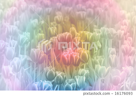 sweet color tulips filed in soft style background sweet color tulips filed in soft style background 16176093