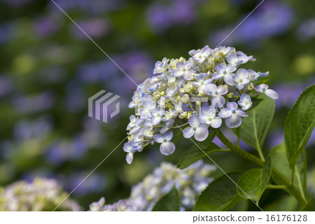 漩渦繡球花 16176128