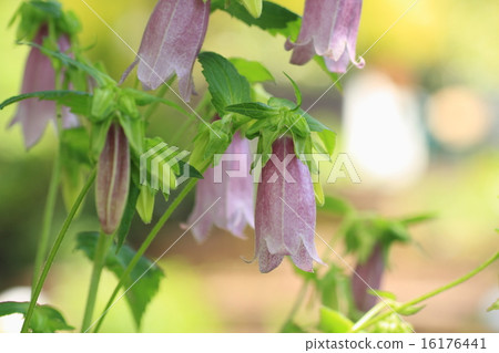 花竹花 花竹花 16176441