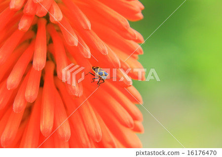 Bonsai and tritoma flowers 16176470