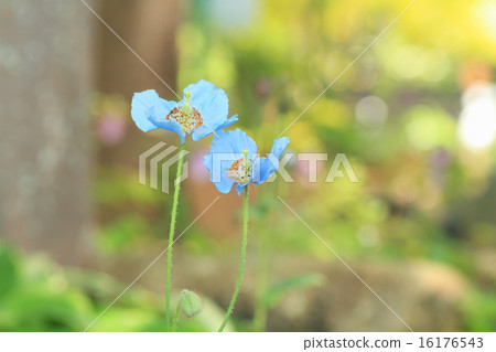 Blue poppy flowers 16176543