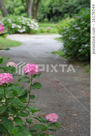 Hydrangea and a small street Hydrangea and a small street 16176549