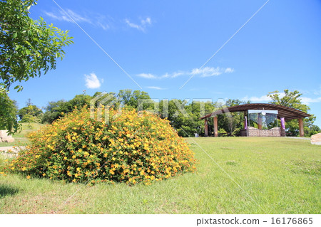 The park where the quincebai blooms The park where the quincebai blooms 16176865