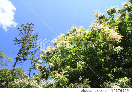 Chestnut tree flowers Chestnut tree flowers 16176909