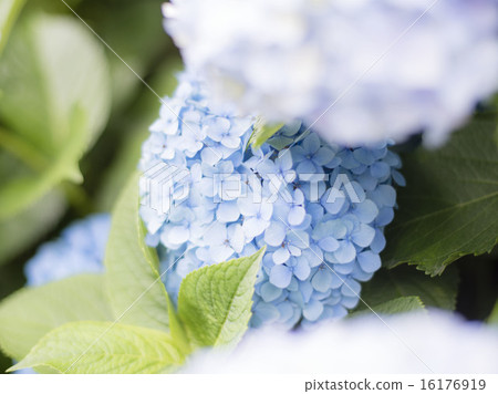  hydrangea 16176919