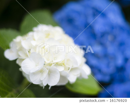  hydrangea 16176920
