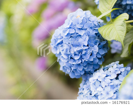  hydrangea 16176921