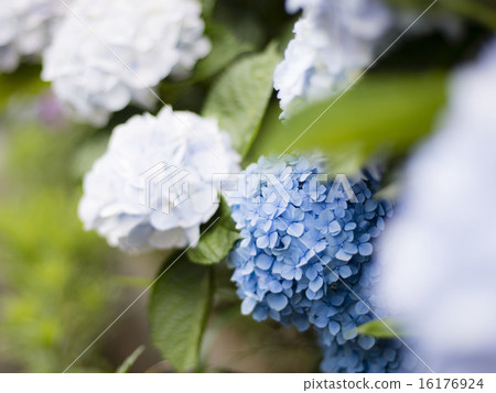 hydrangea hydrangea 16176924