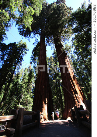 Sequoia National Park, two huge giant Sequoia friends sister walking between big trees Sequoia National Park, two huge giant Sequoia friends sister walking between big trees 16176968