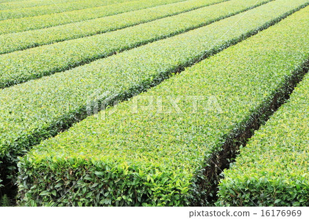 Tea plantation 16176969