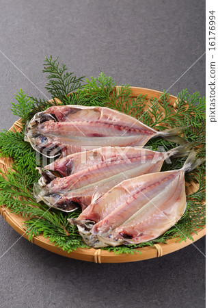 竹莢魚的開幕 16176994