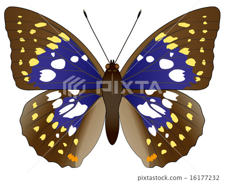 Oomurasaki 001 16177232