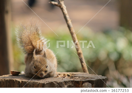 日本猴子 16177253