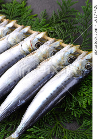 沙丁魚乾 16177426