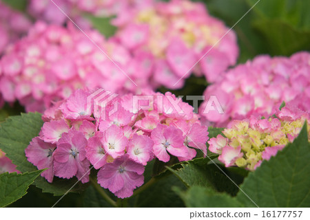 Hydrangea 16177757