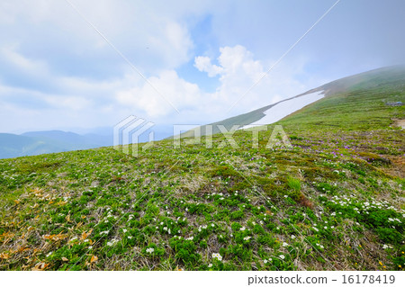 盛開在山脊上 盛開在山脊上 16178419