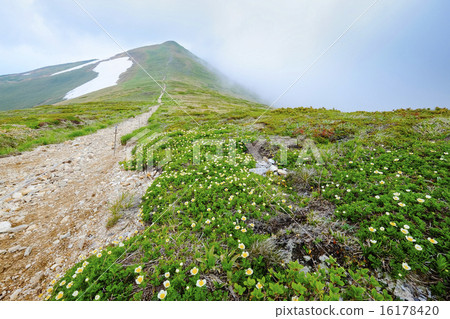 盛開在山路上 盛開在山路上 16178420