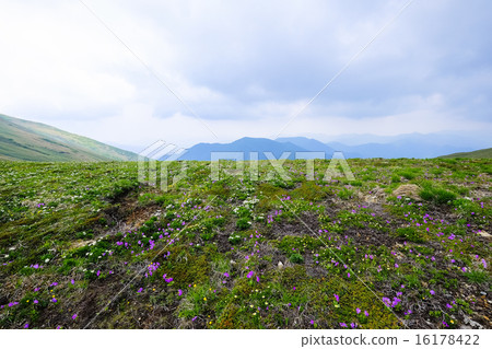 Ridge line flower garden 1 16178422