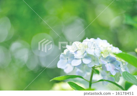 hydrangea hydrangea 16178451