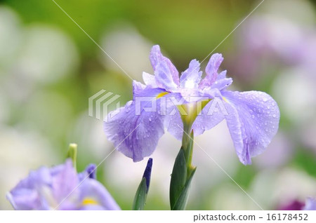 Flower Shobu Flower Shobu 16178452