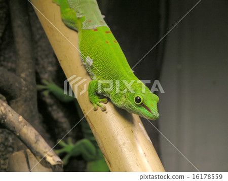 day gecko 16178559