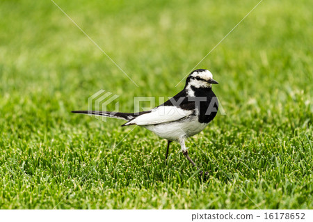 Sekirei Hakushirei 16178652