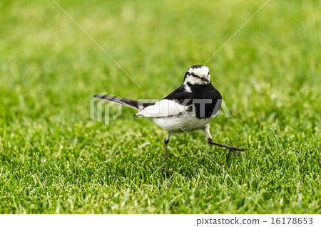 Sekirei Hakushirei 16178653