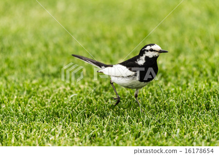 Sekirei Hakushirei 16178654