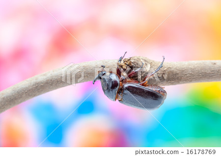 rhinoceros beetle rhinoceros beetle 16178769