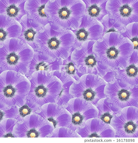 exotic color hollyhock flower as nature background 16178898