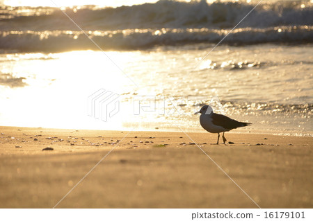 Morning of Hakodate Omori Beach 16179101