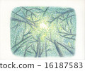 Sunlight through the quiet woods 16187583