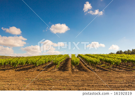 plantation of vineyards in the summer 16192819