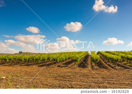 rural landscape, plantation of vineyards 16192820