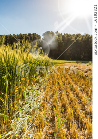 rural landscape 16192821