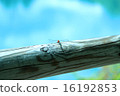 Dragonfly late summer 16192853